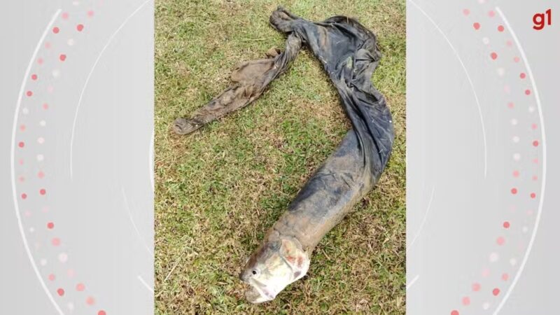 Inusitado – Moradores veem ‘corpo’ boiando em lago e bombeiros descobrem ser peixe preso em calça, no Paraná