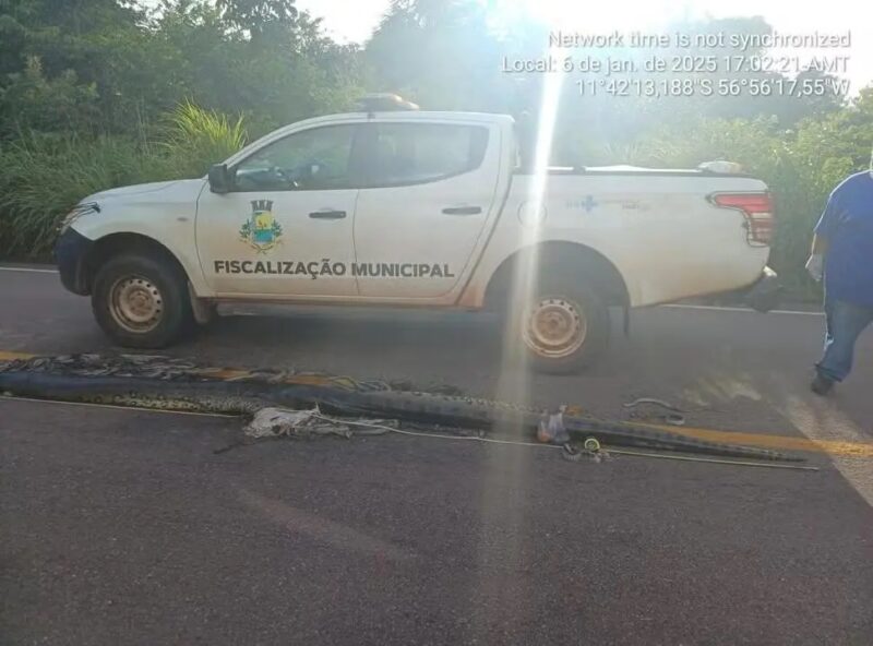 MT – Sucuri grávida atropelada em estrada tinha mais de 100 filhotes; vigilância recolhe animais para exposição em museu