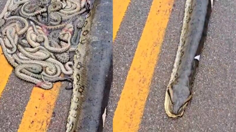 MT – Sucuri-verde é atropelada em rodovia e ejeta cerca de 40 filhotes