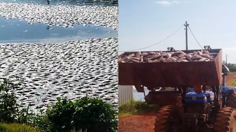 Região – 150 mil tilápias morrem após falha elétrica em tanque em Nova Aurora