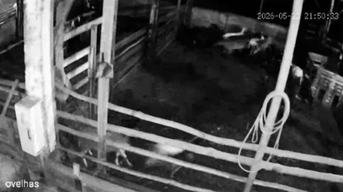 Assis – 34 ovelhas morrem em ataque de onça em comunidade