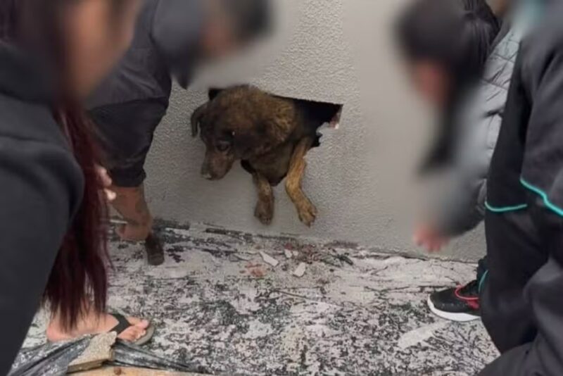 Paraná – Vizinhos ouvem choro e encontram cadela desaparecida há mais de uma semana dentro de parede concretada em obra