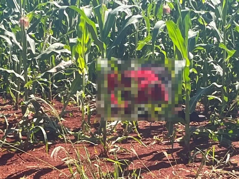 Segurança – Corpo com marcas de tiros é encontrado em milharal em São Miguel do Iguaçu