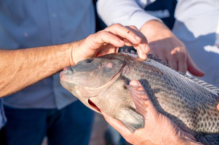 Aquicultura – Lei sancionada no Paraguai abre caminho para cultivo de tilápia no reservatório de Itaipu