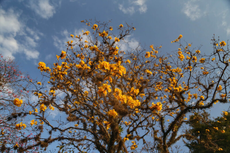 Clima – Primavera começa na próxima segunda com temperaturas altas; estação terá tempestades