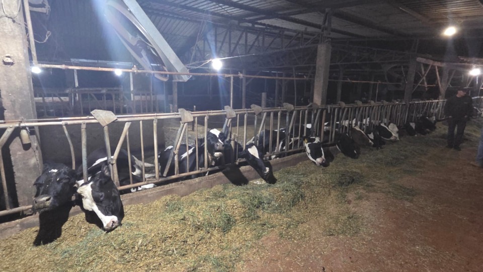 Marechal – 32 vacas morrem após curto-circuito