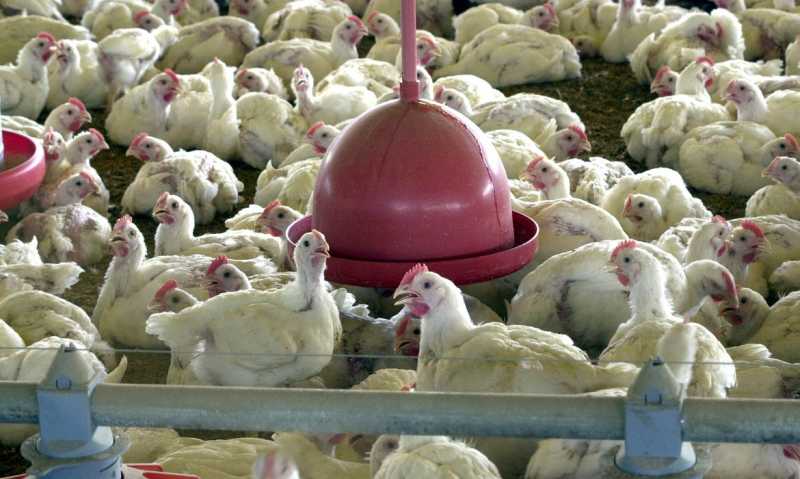 Agro – China suspende compra de carne de frango do Brasil por 60 dias após 1º caso de gripe aviária em granja comercial