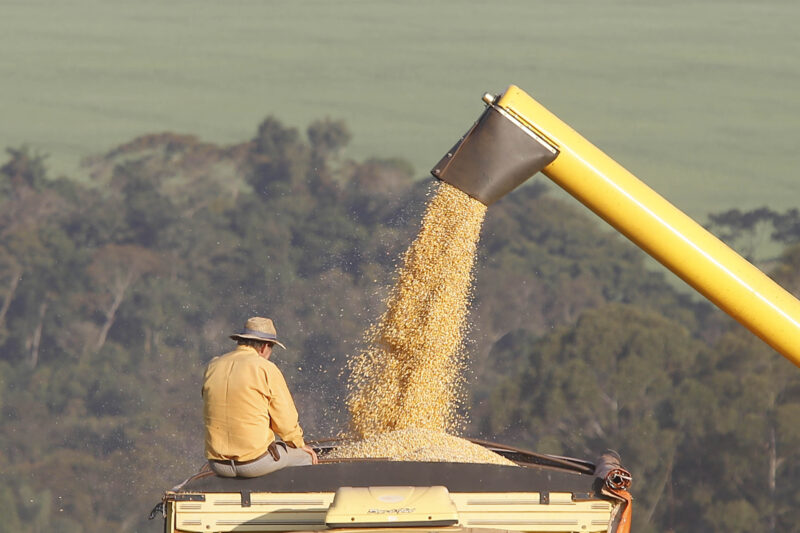 Agro – Safra de milho do Paraná deve ter a maior produtividade média da história em 2025