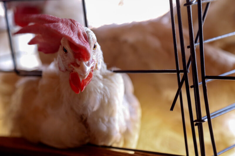 Influenza – Governo federal suspende criação de aves ao ar livre sem tela de proteção superior