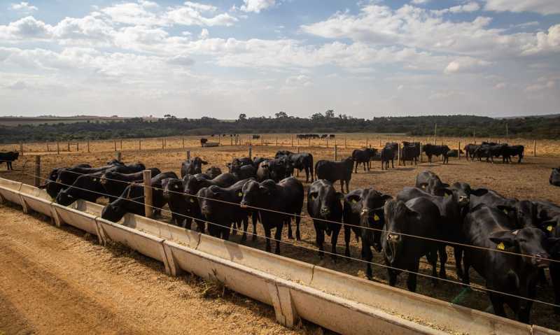 Economia – País tem recorde na produção de ovos, abate de bovinos, frango e porco