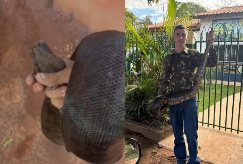 MS – Jovem resgata jiboia de 2 metros em escola e sai carregando serpente por rua